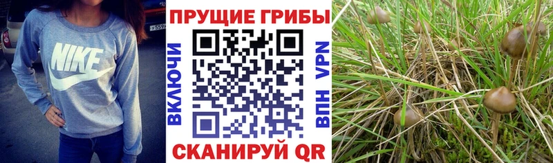 Псилоцибиновые грибы Psilocybe  KRAKEN вход  мориарти Telegram  цены наркотик  Кинель 